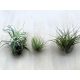 Tillandsia 10-20 cm