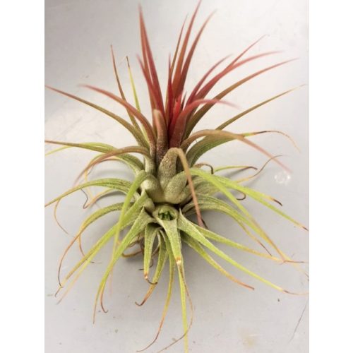 Tillandsia 5 cm