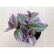 Tradescantia albiflora 'Nanouk'