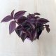 Tradescantia zebrina purpusii